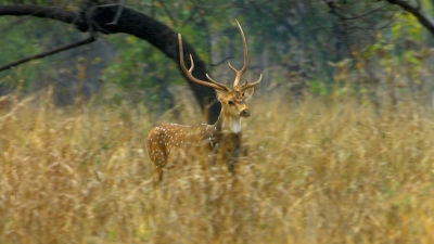 Pomladni jelenji boj
