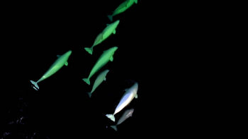 Грижа за новороденото