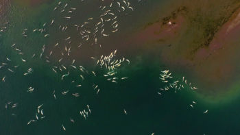 Обществото на белугите