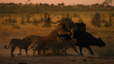 The army of Sekekama