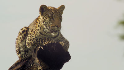 mistakes are not an option