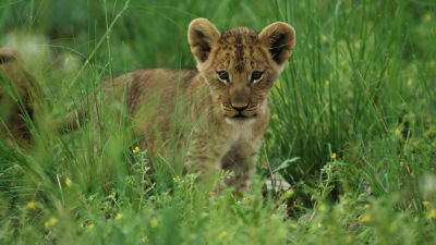 The Vengeance from the North