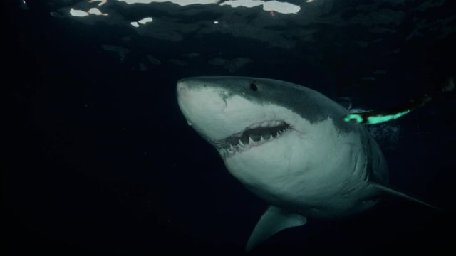 Sharkfest