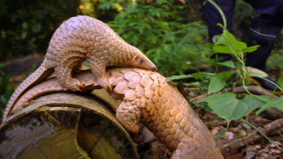 Hils på otteårige Nita