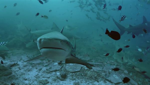 Sharkfest 2023