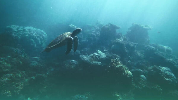 Ocean: Earth's Last Wilderness book