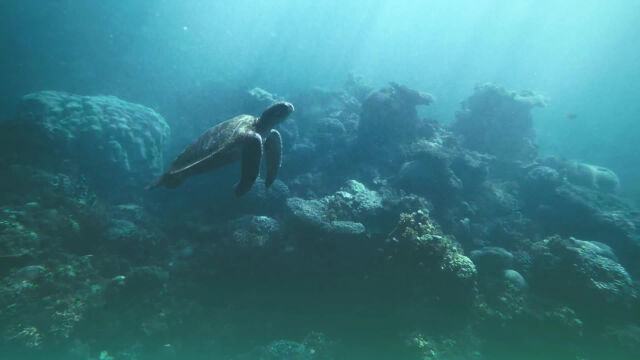 Ocean: Earth's Last Wilderness book