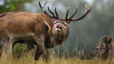 Sâmbătă 21 iunie 19:00