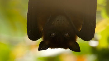 Premiera w sobotę 21 czerwca o 14:00