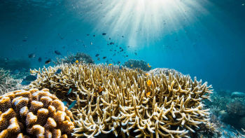 W niedzielę o 13:00