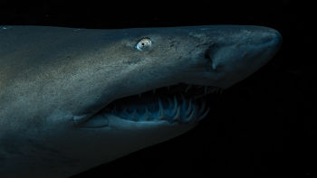 Sharks Up Close With Bertie Gregory - Trailer