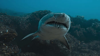 Duminică 13 iulie 19:00