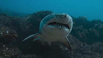 Duminică 13 iulie 19:00