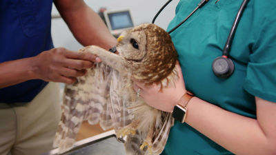 Estreno 4 agosto 18.00