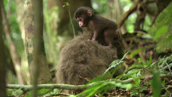 Tajemství asijské divočiny - Přijměte pozvání do zcela jiného světa