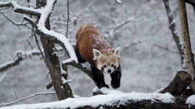 Wild Winter - Trailer