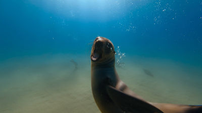 Bertie Gregorys wilde Tierwelt