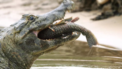 Bliskie spotkania Bertie Gregorego - Niedziela od 17:00