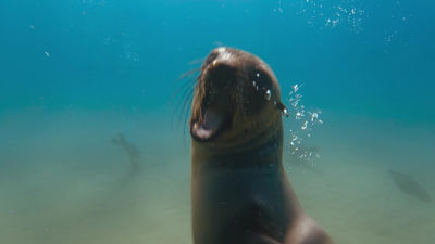 Bliskie spotkania Bertie Gregorego - Premiera 21 grudnia o 17:00