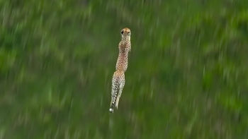 Jakým výzvám čelí nejrychlejší suchozemský tvor v Serengeti?