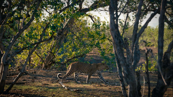 Luna Feline - Duminică 1 februarie 19:00