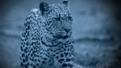 Grandes Felinos - Viernes a las 18:55