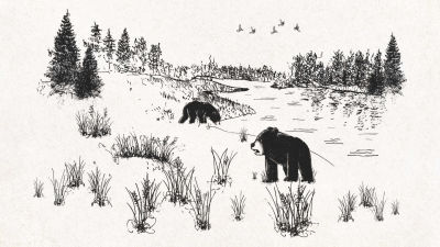 The Bear Trail - Video