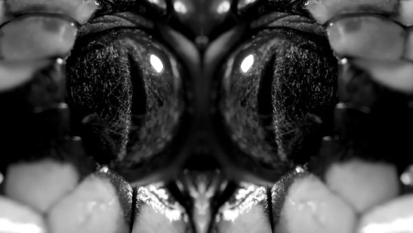 Muhteşem Yılanlar Kuşağı - Tanıtım