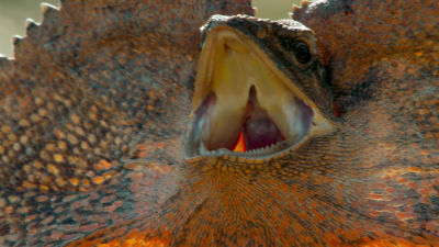 Creat pentru supraviețuire - Duminică 19:00