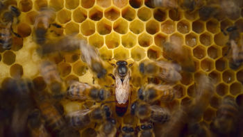 Sâmbătă 4 aprilie 19:00