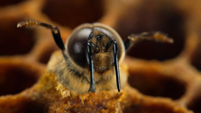 Secrets of the Bees - Show Trailer