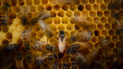 Secrets of the Bees - Show Trailer