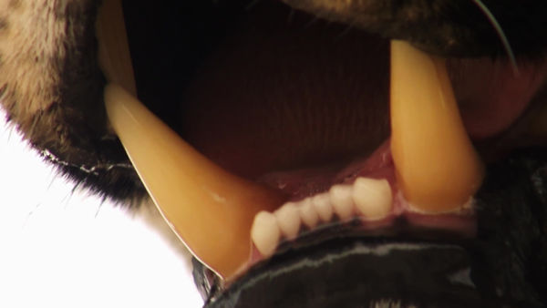 Gölgedeki Kediler Kuşağı - Tanıtım