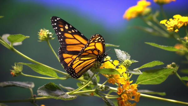 Vahşi Amerika Kuşağı - Tanıtım