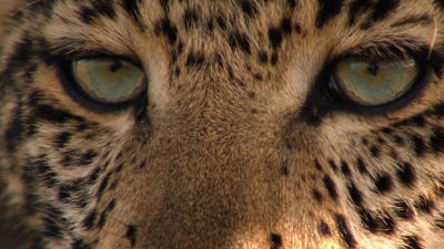Shady Cat - Trailer