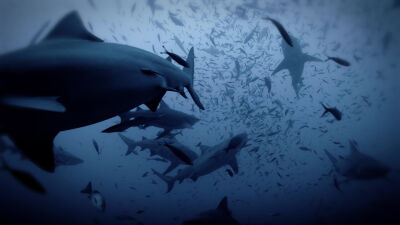 Sharkfest - Duminică 19:00
