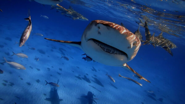 Sharkfest - Show Trailer