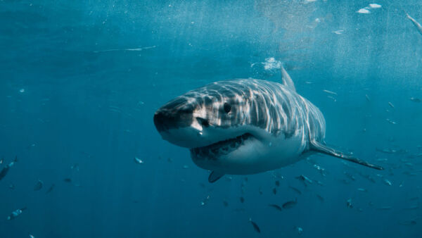 Sharkfest - Niedziela o 17:00