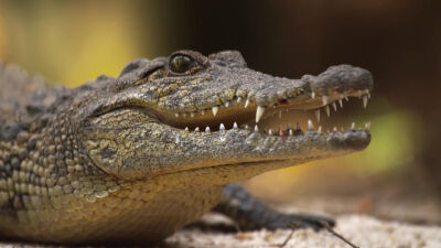 Croctober 2026 - Video