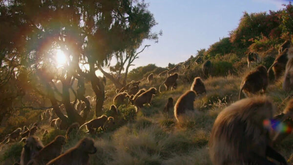 World Animal Month - Show trailer