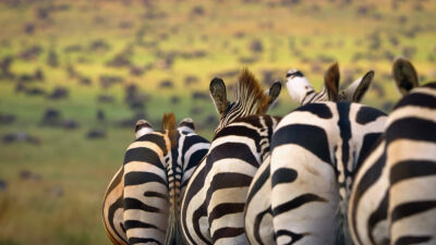 World Animal Month - Trailer