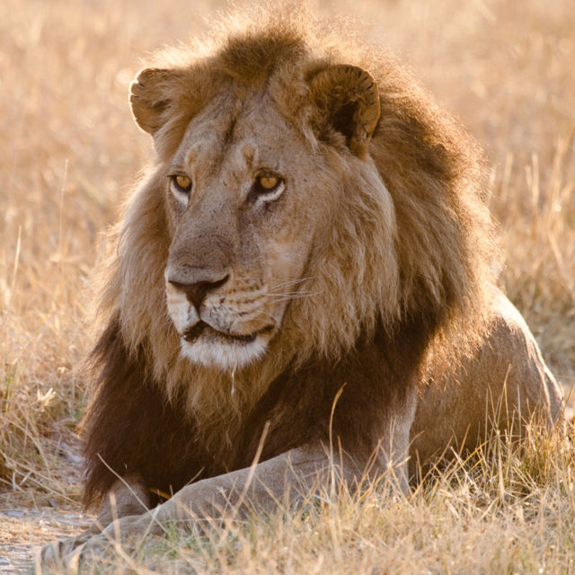 Return Of The Lion