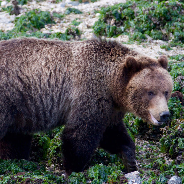 Grizzlyernes festmåltid