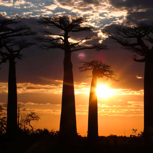 Fantasticul Madagascar