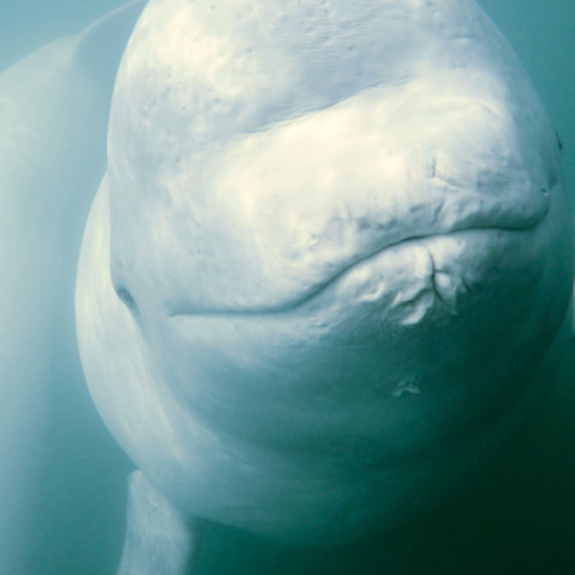 Call Of The Baby Beluga
