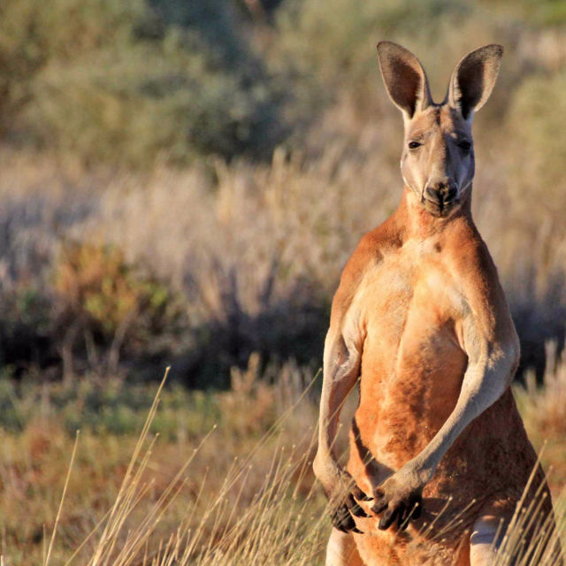 Wild Australia: Kangaroo King