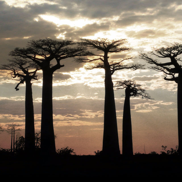 Madagascar: A World Apart