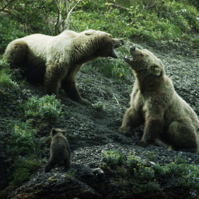 Říše grizzlyho
