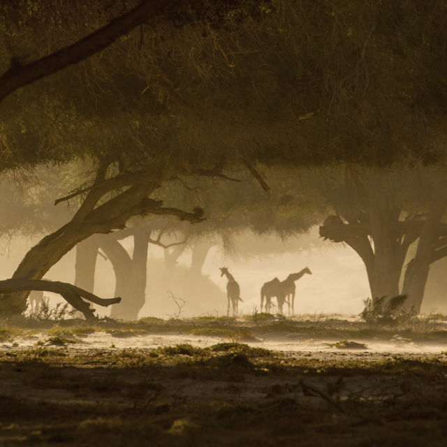 Giraffe: African Giant