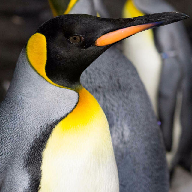 Penguinpalooza